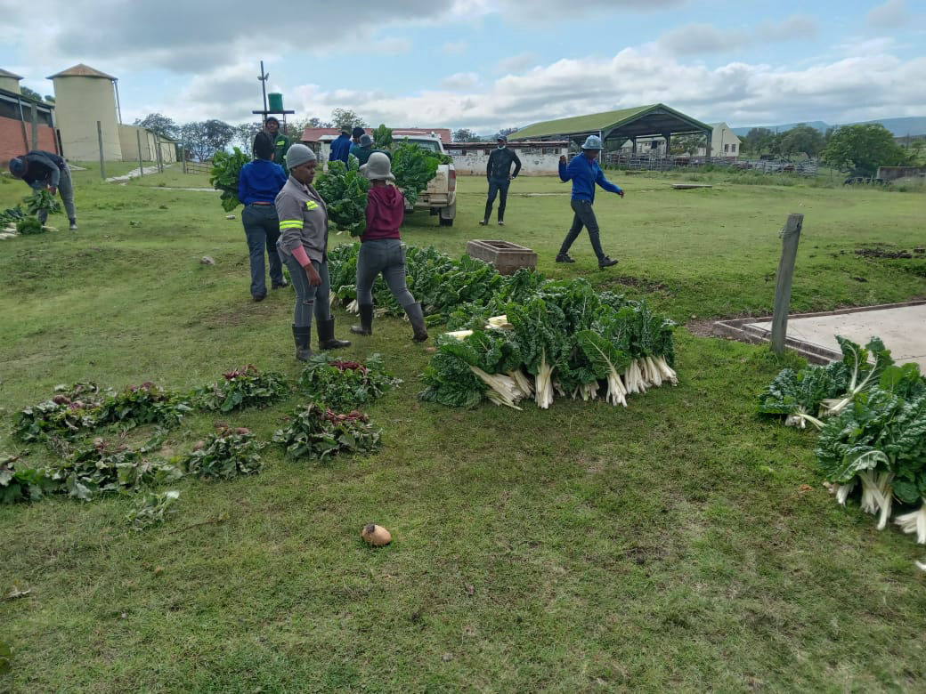 department-of-crop-production-and-agricultural-engineering