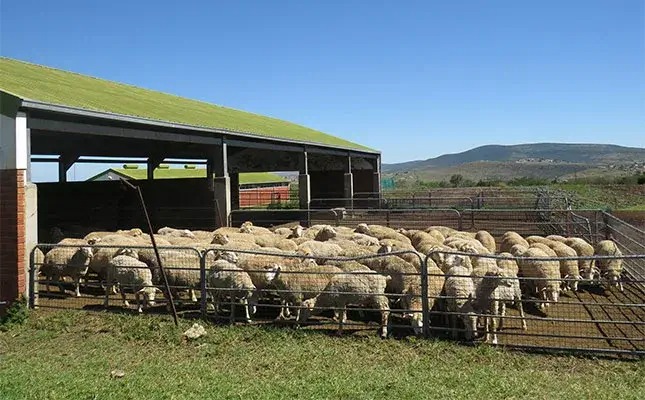 Fort-Cox-animal-production-stude