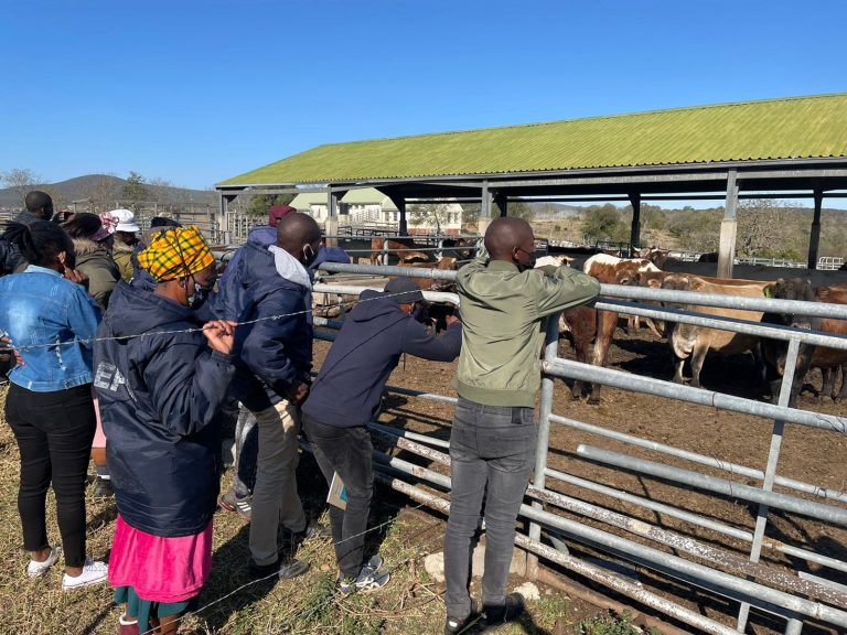 fort-cox-feedlot
